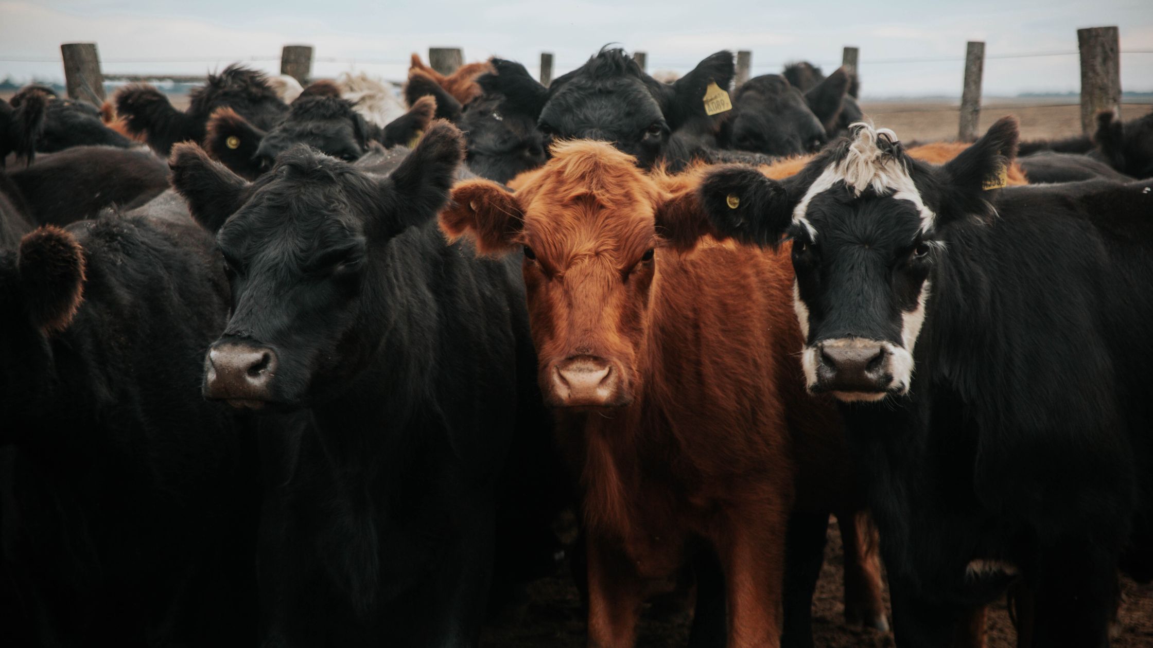 How Drought and Wildfires Shape Cattle Inventory Cycles and Price Volatility